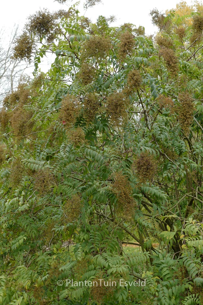 Sorbaria sorbifolia