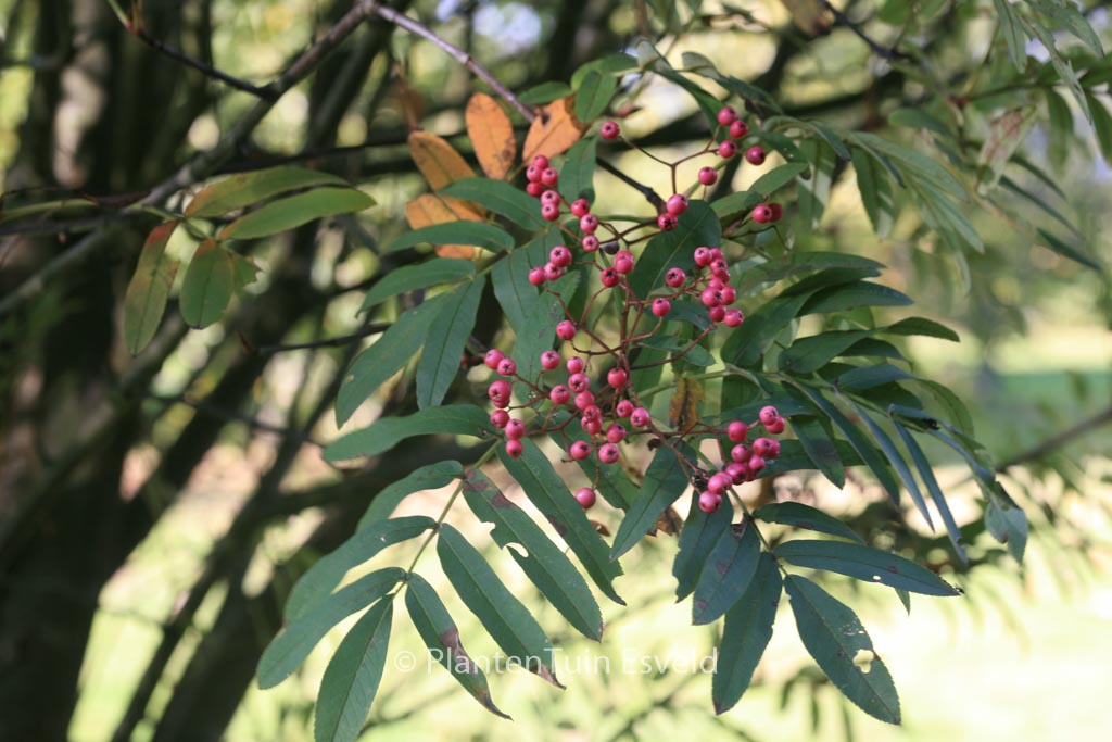 Sorbus ‘Leonard Messel’