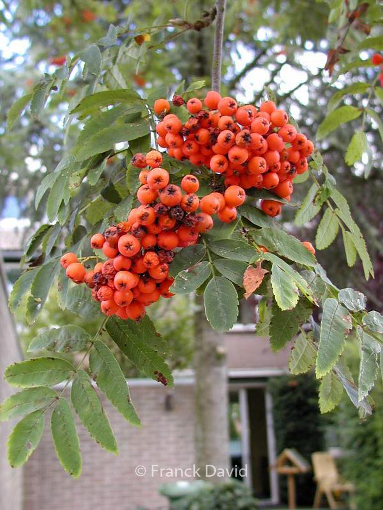 Sorbus arnoldiana ‘Schouten’