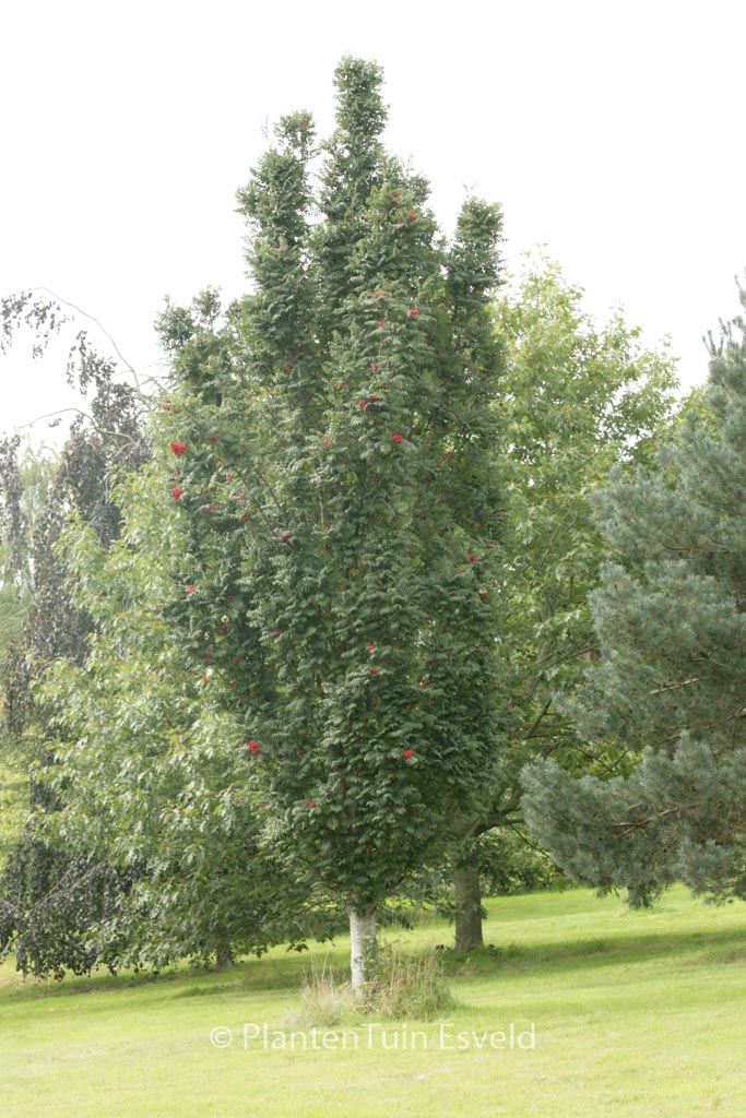 Sorbus aucuparia ‘Fastigiata’