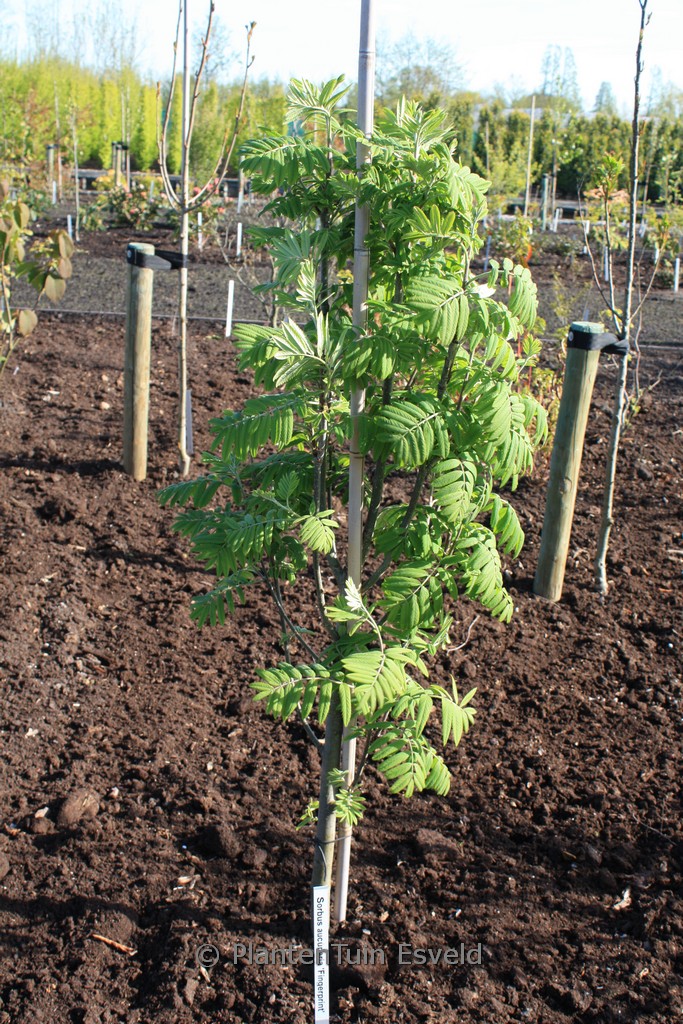 Sorbus aucuparia ‘Fingerprint’