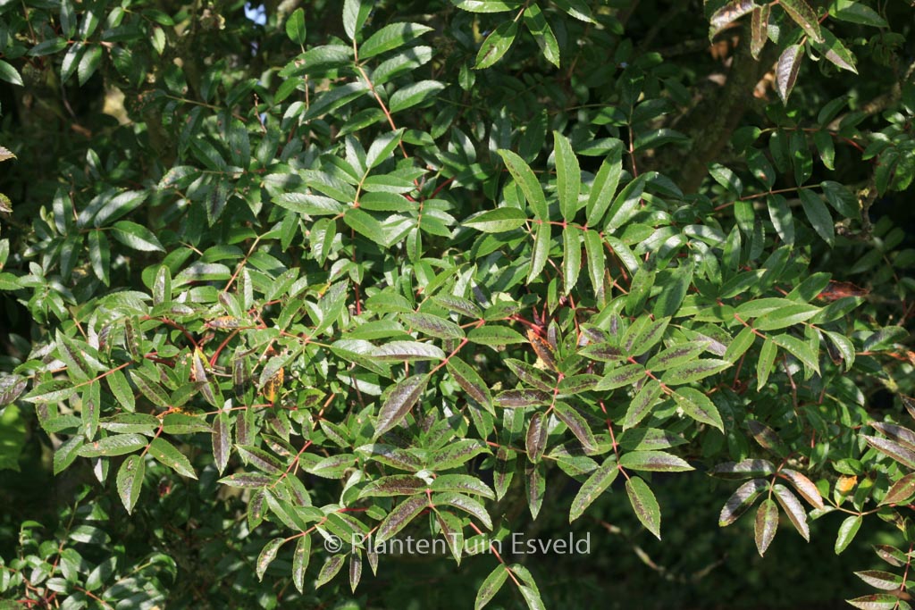 Sorbus commixta ‘Carmencita’