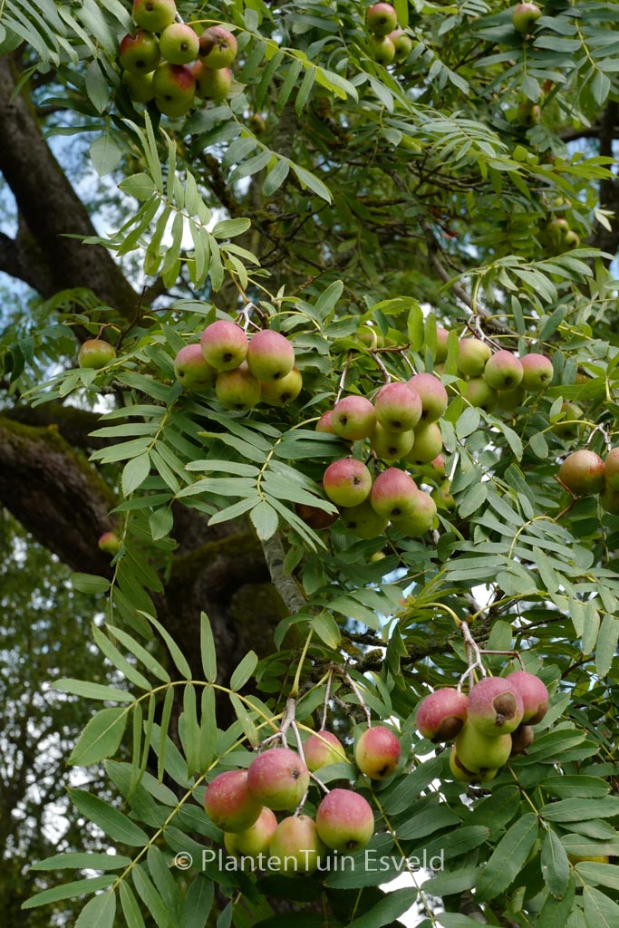 Sorbus domestica