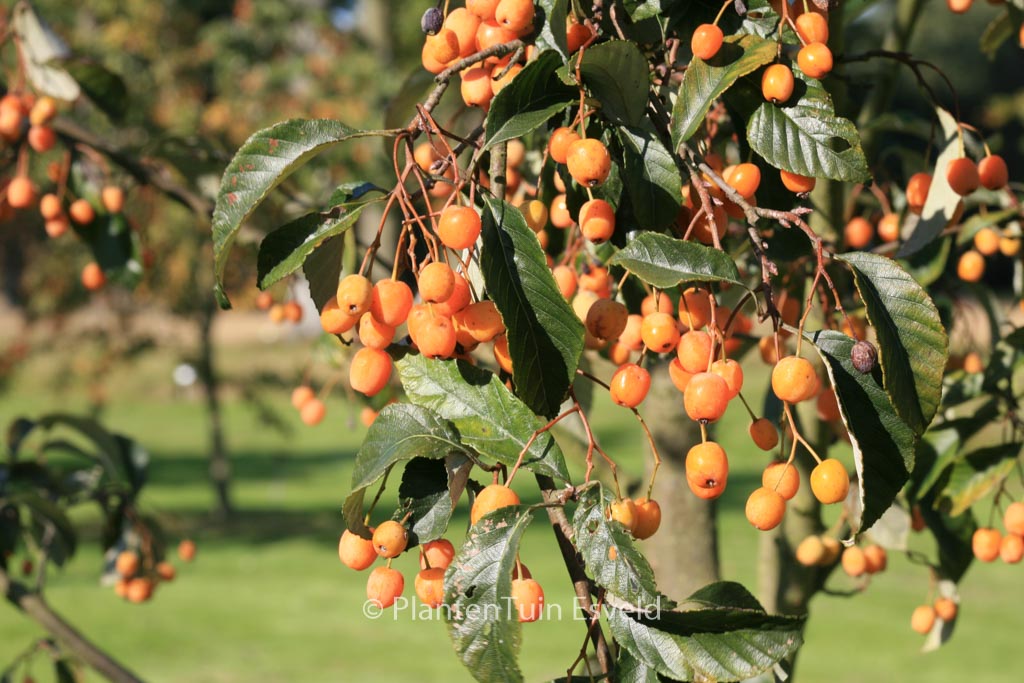 Sorbus folgneri ‘Lemon Drop’