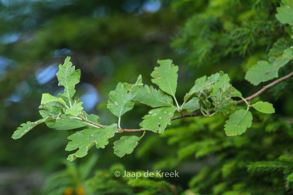 Sorbus intermedia