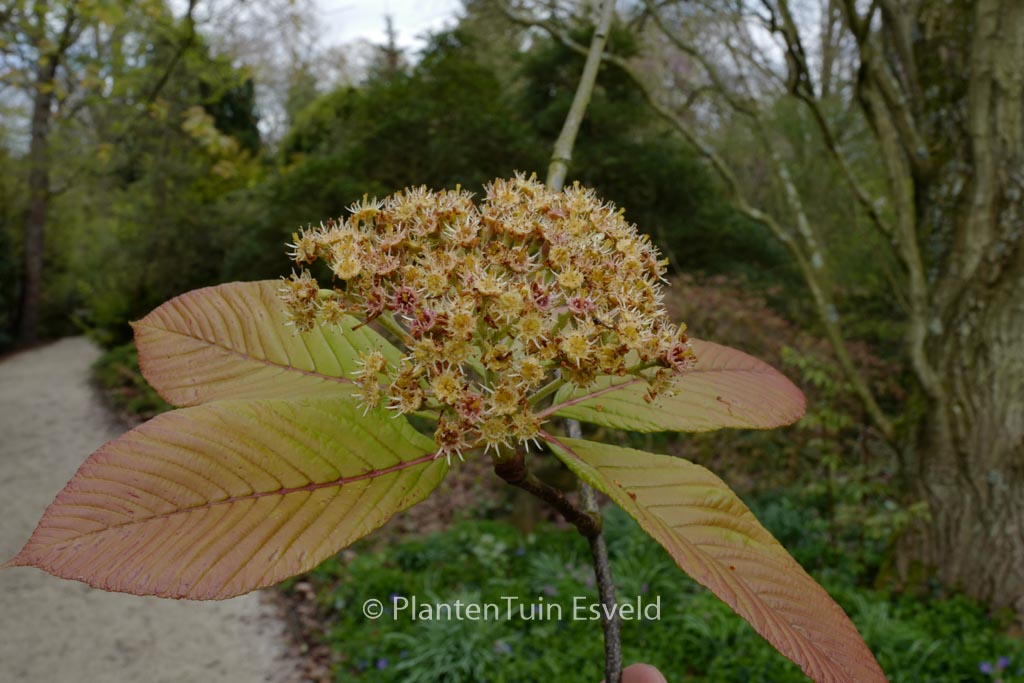 Sorbus megalocarpa