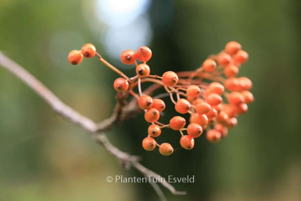 Sorbus randaiensis