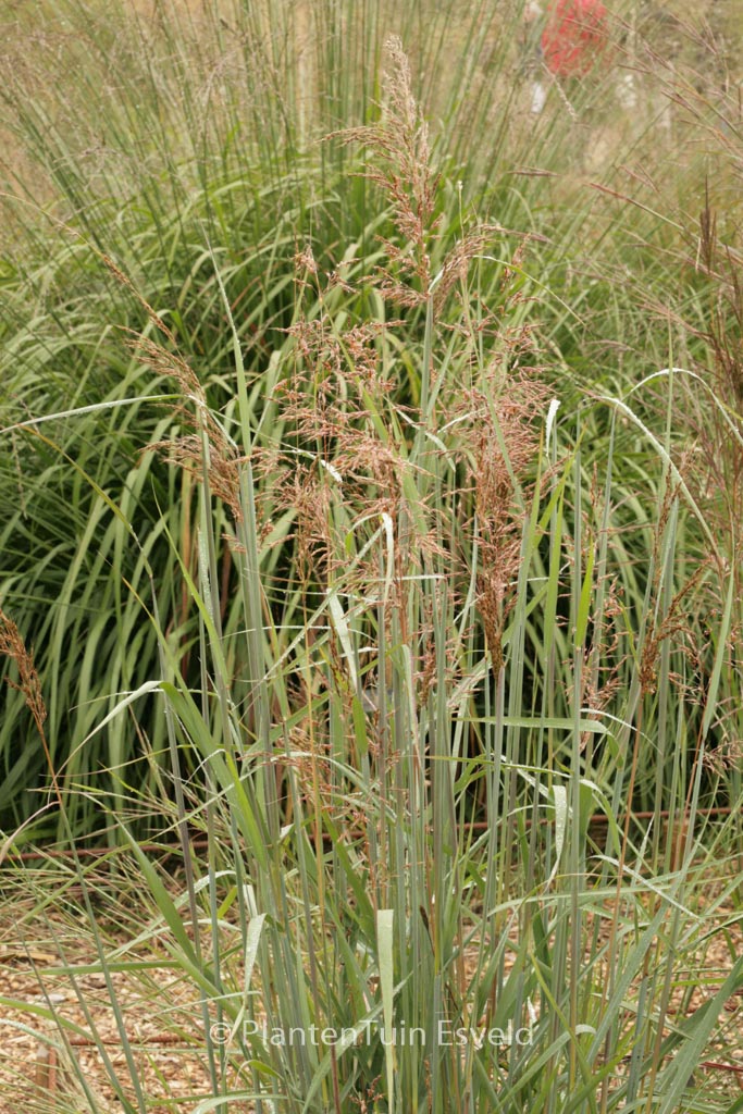 Sorghastrum nutans ‘Sioux Blue’
