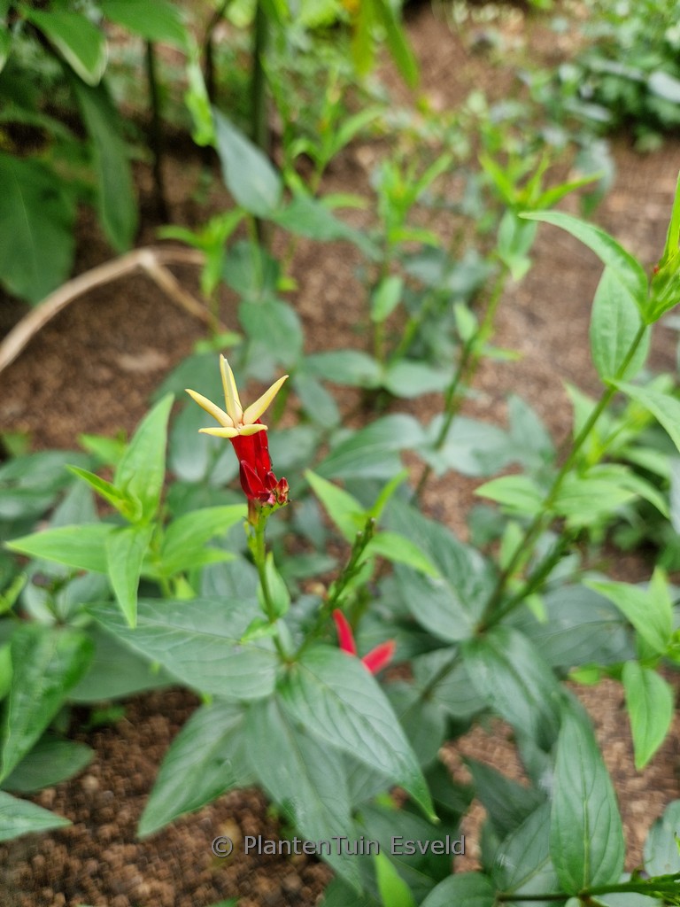 Spigelia marilandica ‘Little Redhead’
