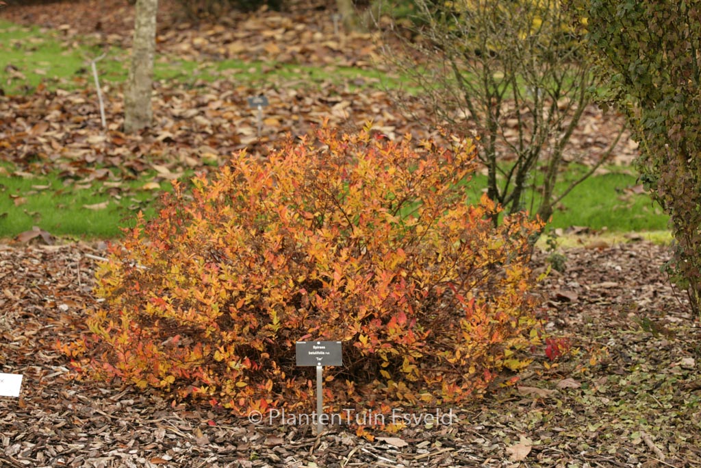 Spiraea betulifolia ‘Tor’