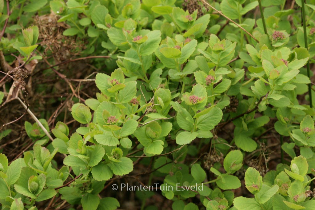 Spiraea betulifolia