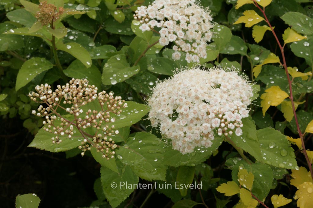 Spiraea corymbosa ‘Ziggy Stardust’