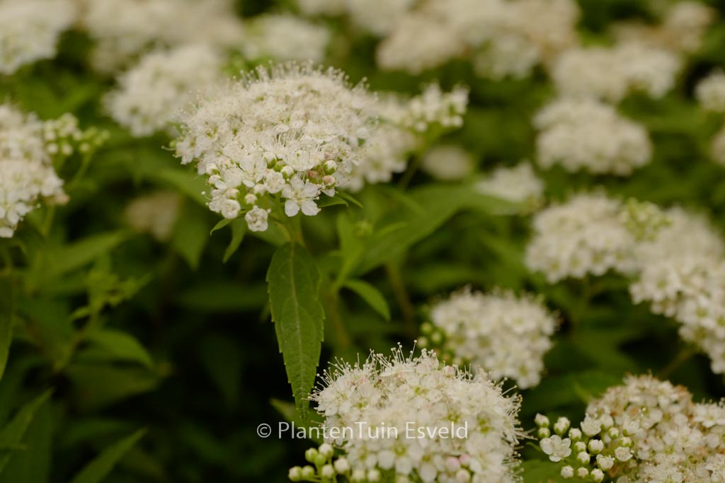 Spiraea japonica ‘Albiflora’