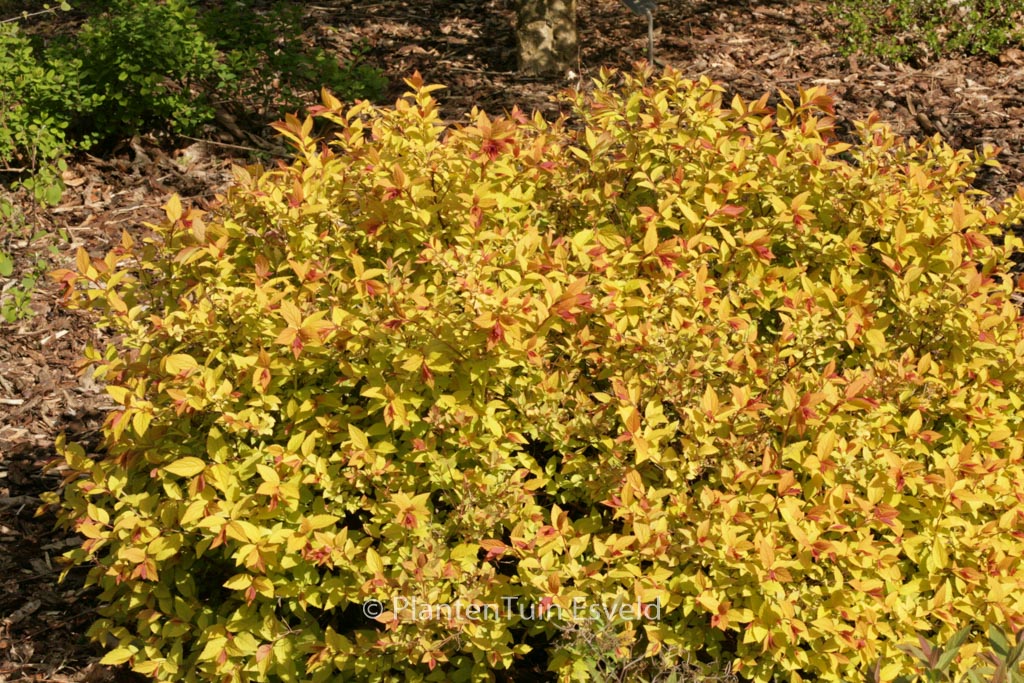 Spiraea japonica ‘Goldmound’