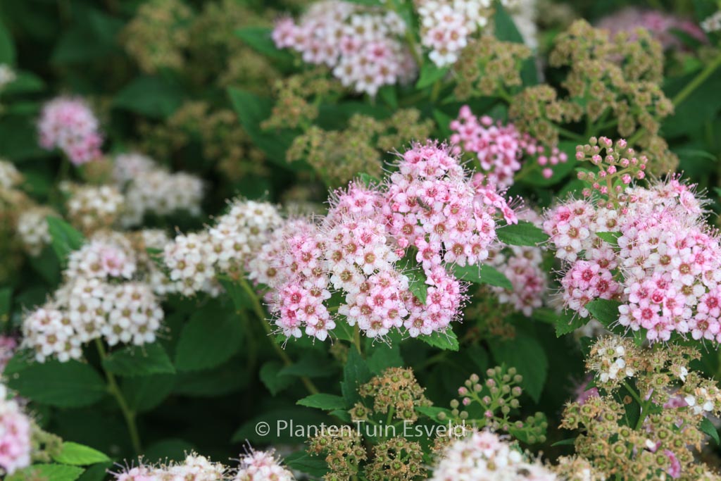 Spiraea japonica ‘Little Princess’