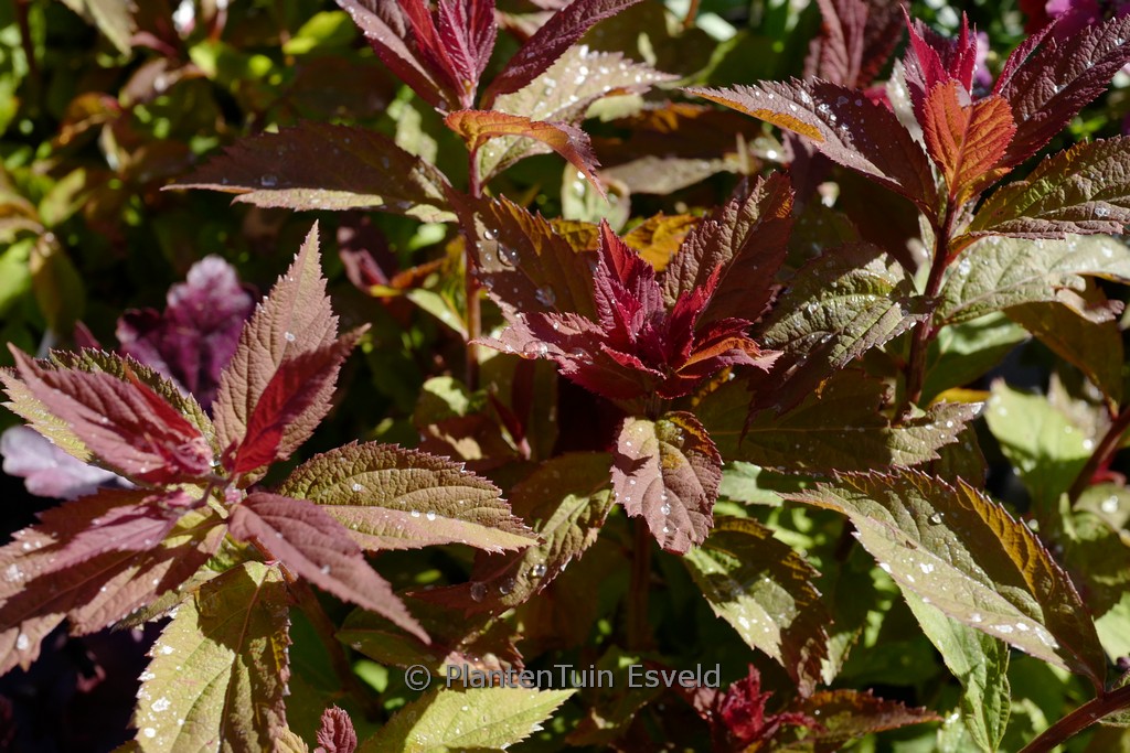 Spiraea japonica ‘SMNSJMFR’ (Double Play Red)
