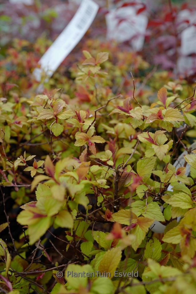 Spiraea japonica ‘Walbuma’ (MAGIC CARPET)