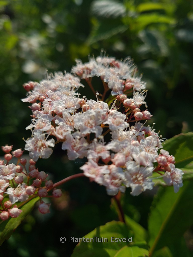 Spiraea miyabei