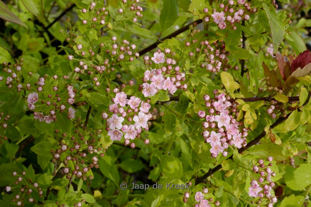 Spiraea nipponica ‘Inez’
