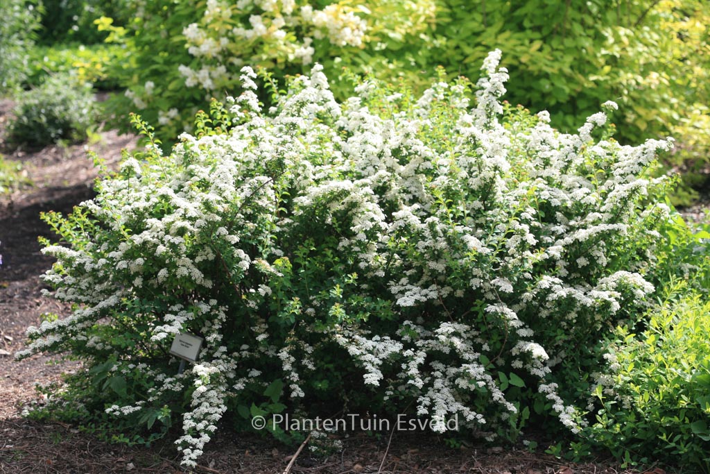 Spiraea nipponica ‘June Bride’