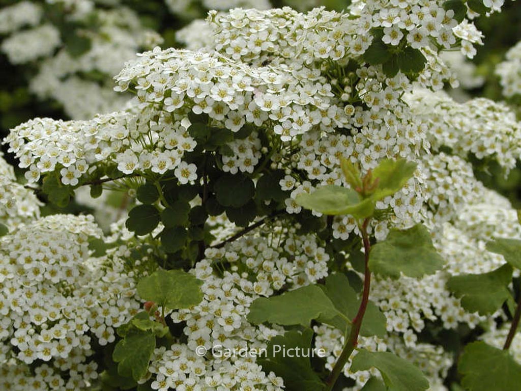 Spiraea trilobata