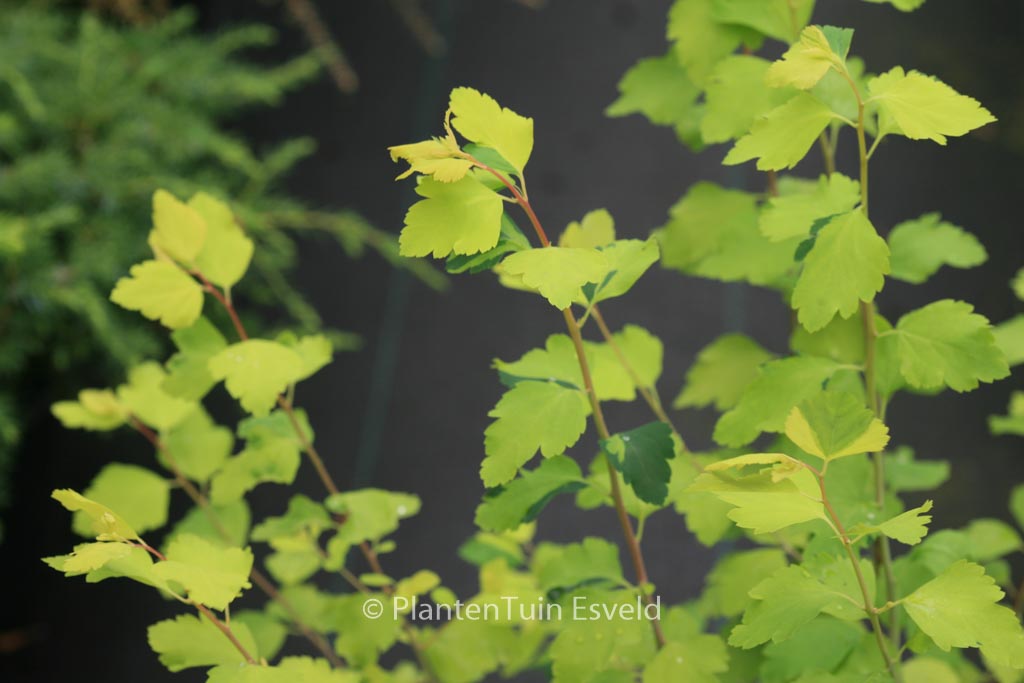 Spiraea vanhouttei ‘Gold Fountain’