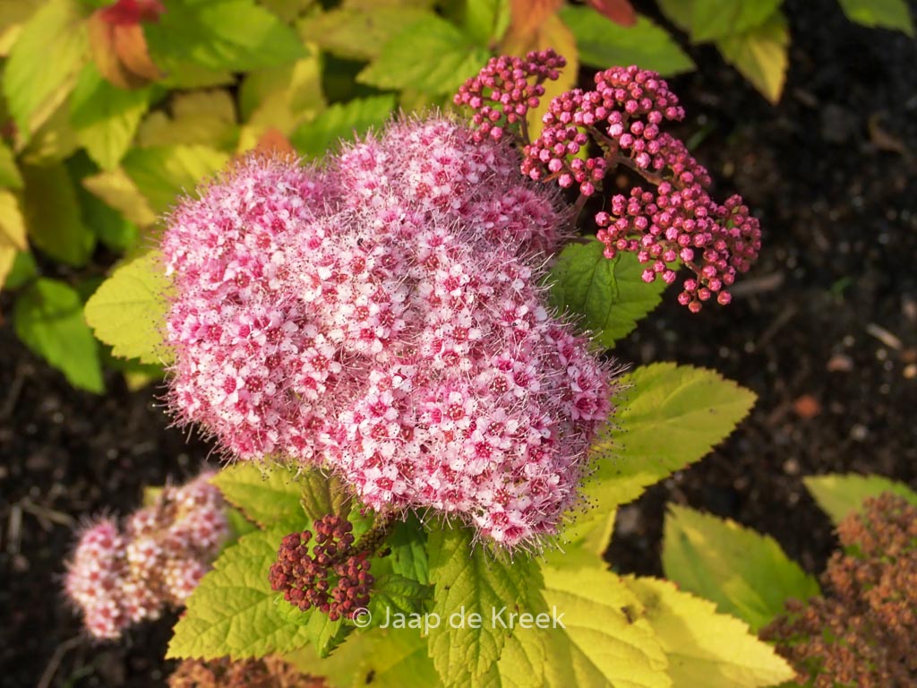 Spirea media ‘SMSMBK’ (DOUBLE PLAY BLUE KAZOO)