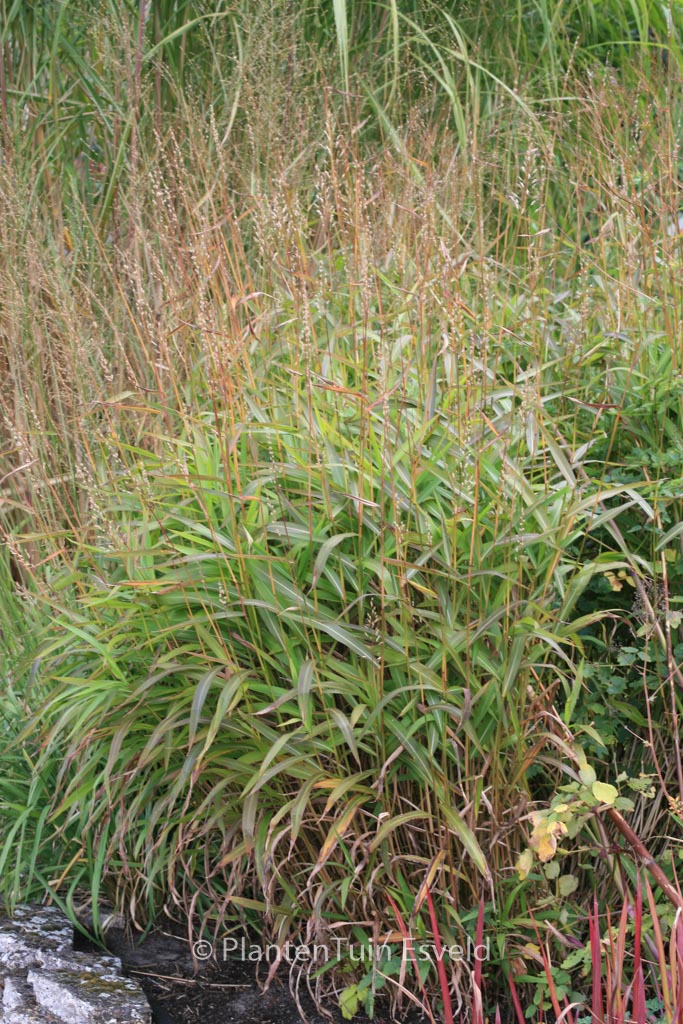 Spodiopogon sibiricus