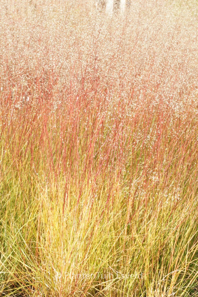 Sporobolus heterolepis ‘Cloud’