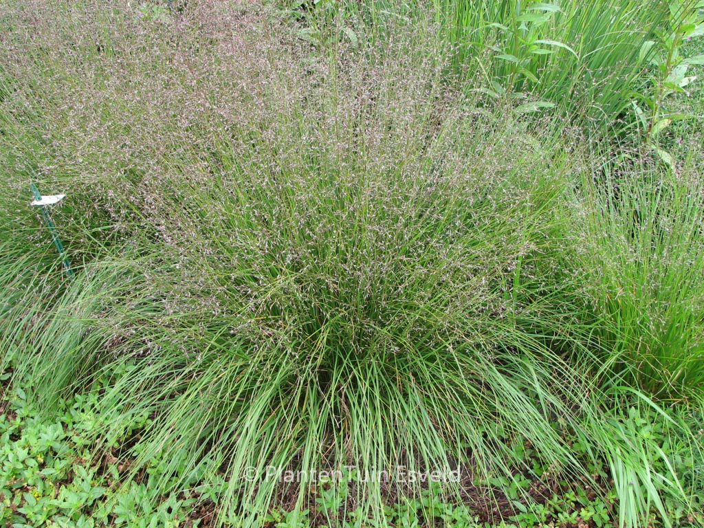 Sporobolus heterolepis