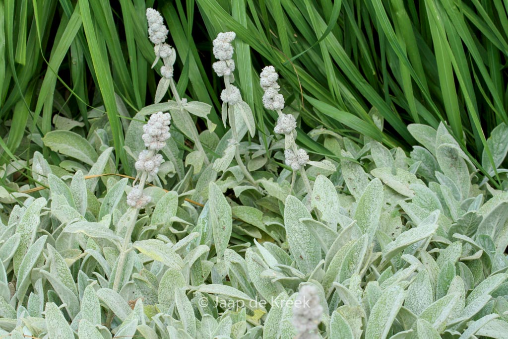 Stachys byzantina ‘Cotton Boll’