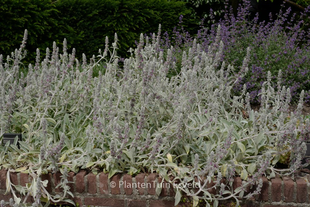 Stachys byzantina
