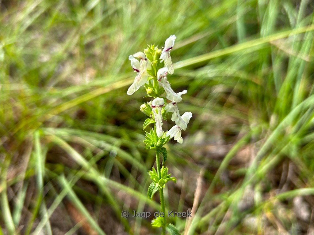Stachys recta