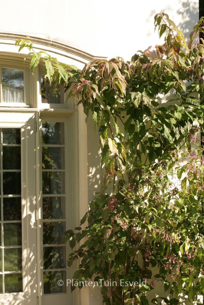 Stachyurus praecox ‘Rubriflora’