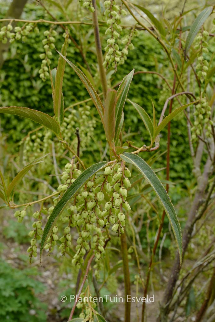 Stachyurus salicifolius