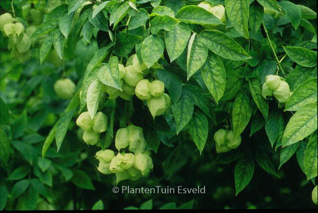 Staphylea elegans