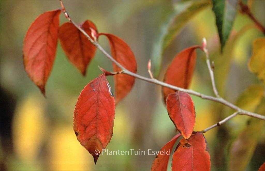 Stewartia rostrata ‘Hulsdonk Pink’