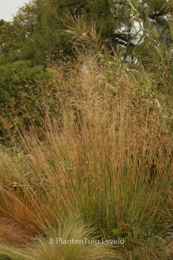 Stipa gigantea ‘Goldfontaene’