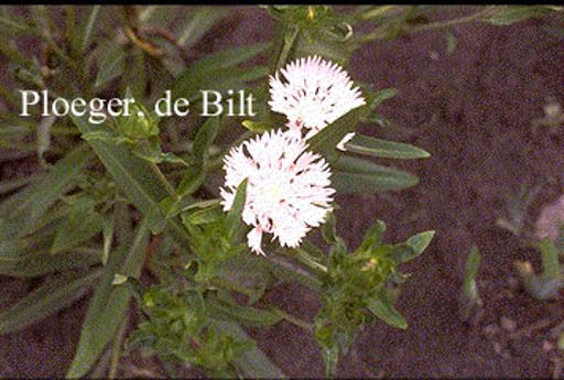 Stokesia laevis ‘Alba’