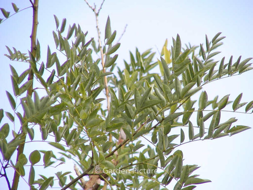 Styphnolobium japonicum ‘Regent’