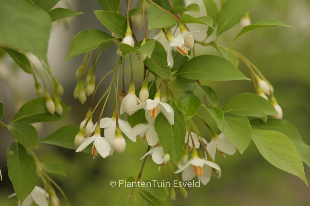 Styrax japonicus ‘Chrystal’