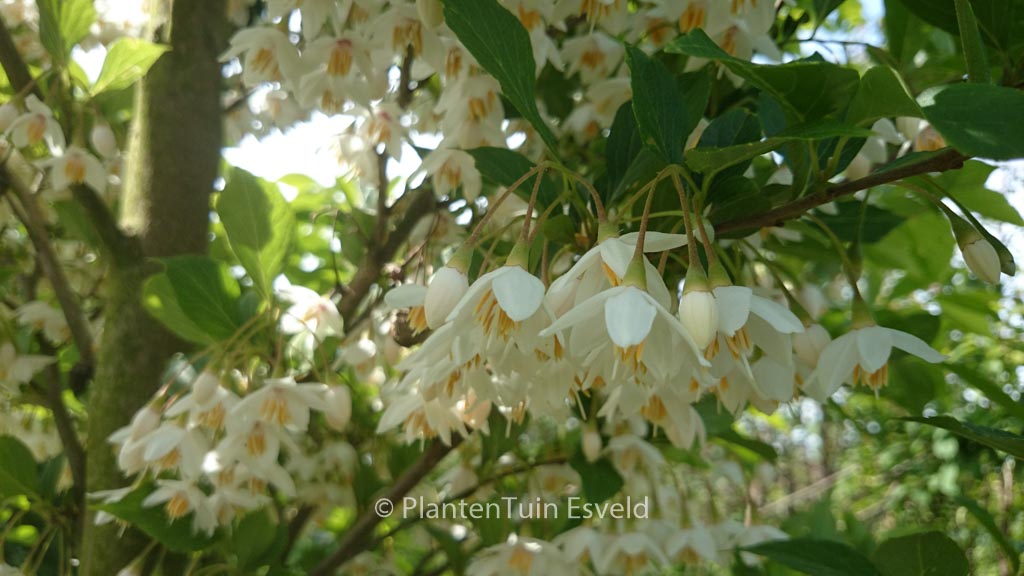 Styrax japonicus ‘JFS-D’ (SNOWCONE)