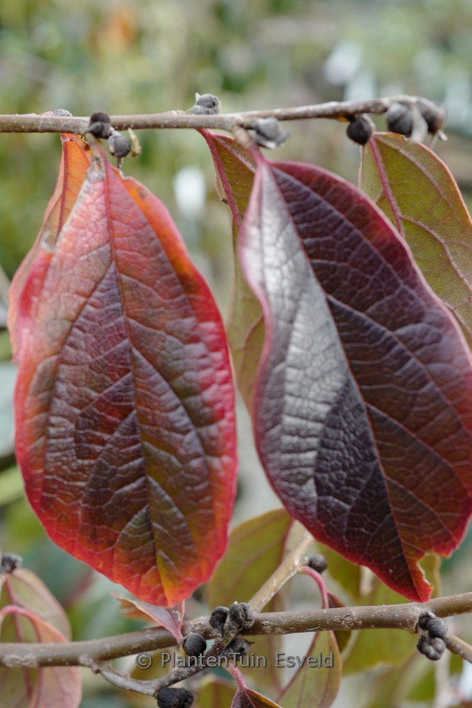Sycoparrotia semidecidua ‘Sartori’ (AUTUNNO ROSSO)