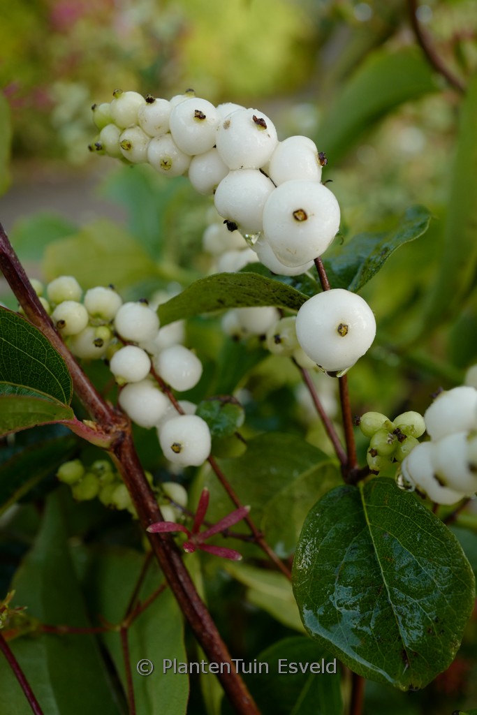 Symphoricarpos ‘Magical Galaxy’