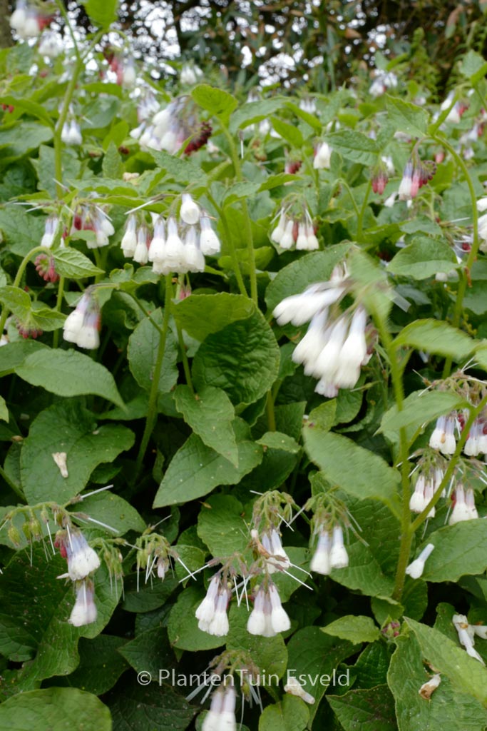 Symphytum grandiflorum ‘Blaue Glocke’