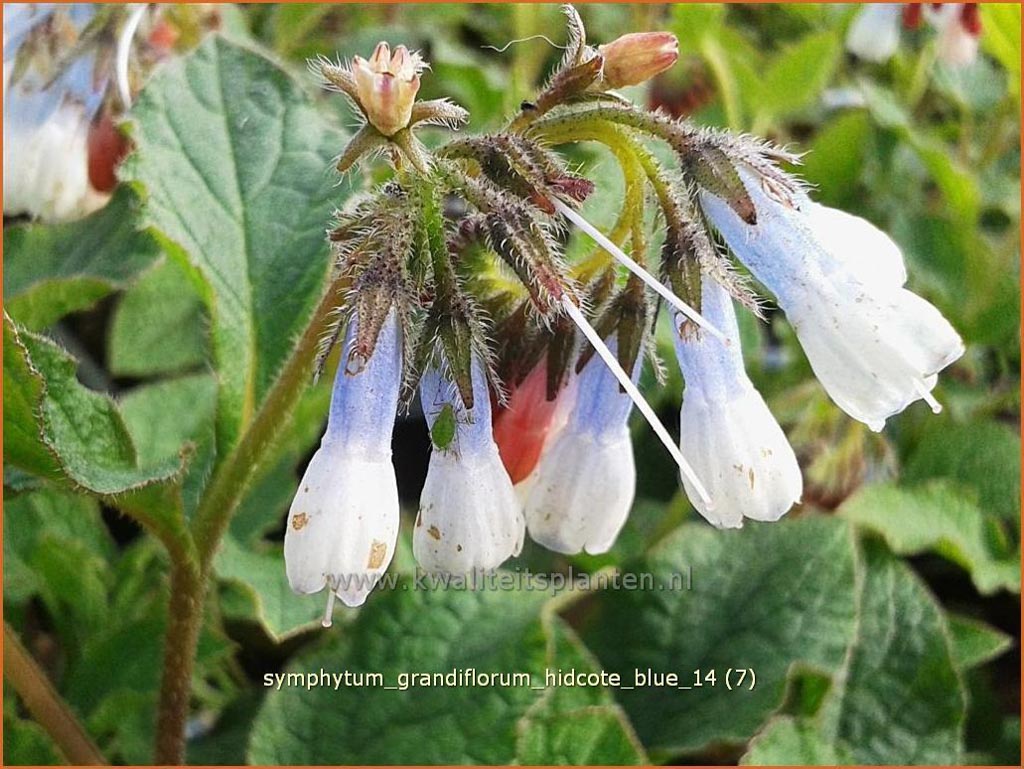 Symphytum grandiflorum ‘Hidcote Blue’