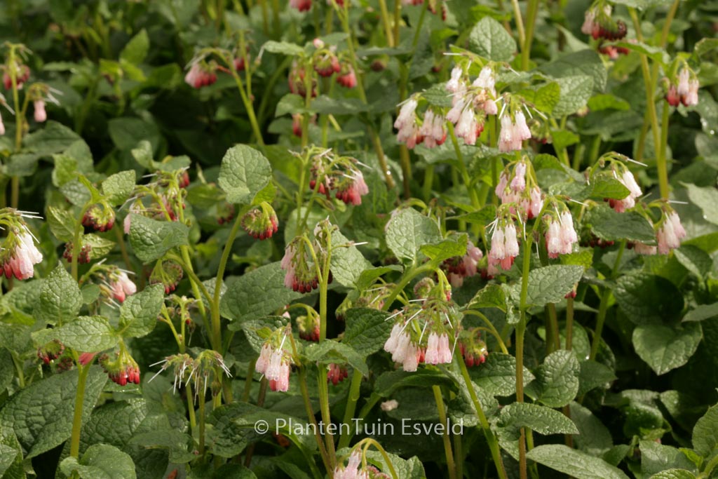 Symphytum rubrum