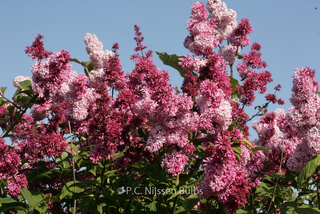 Syringa ‘Bellicent’