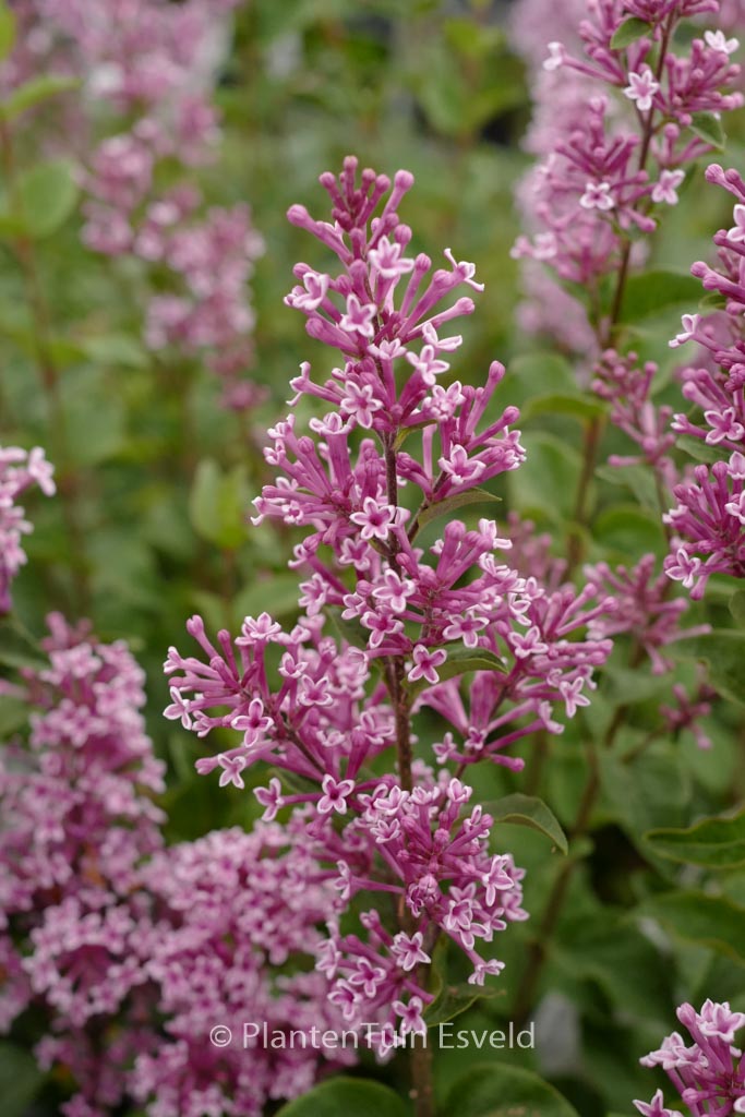 Syringa ‘Josee’