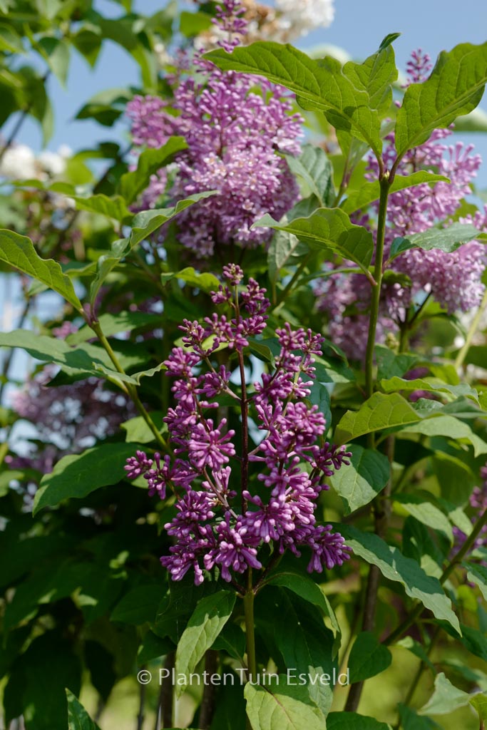 Syringa ‘Minuet’